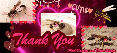 A Collage Of Pictures Of Wasps With The Words Thank You On The Bottom GIF