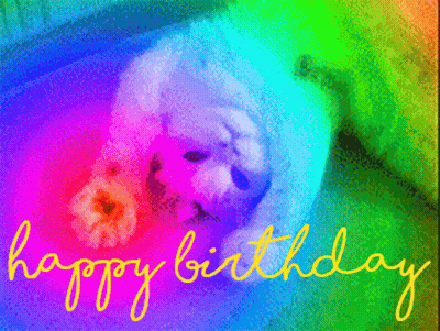 A Colorful Birthday Card With A White Dog And The Words Happy Birthday GIF