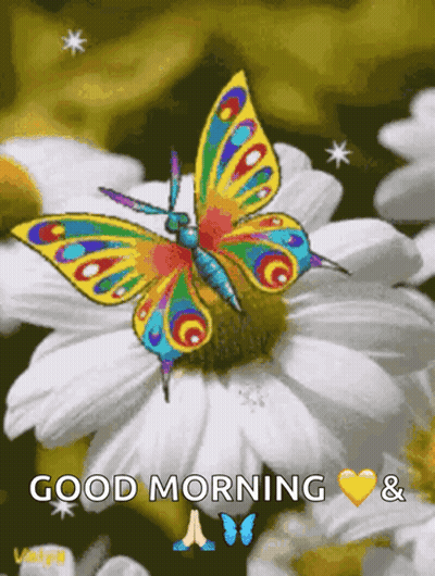 A Colorful Butterfly Is Sitting On A White Flower With The Words Good Morning And Butterflies Below It GIF