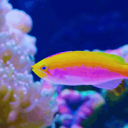 A Colorful Fish With A Yellow Head Is Swimming In The Ocean GIF