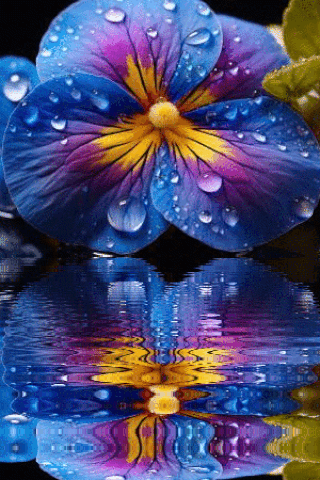 A Colorful Flower With Water Drops On It Is Reflected In The Water GIF