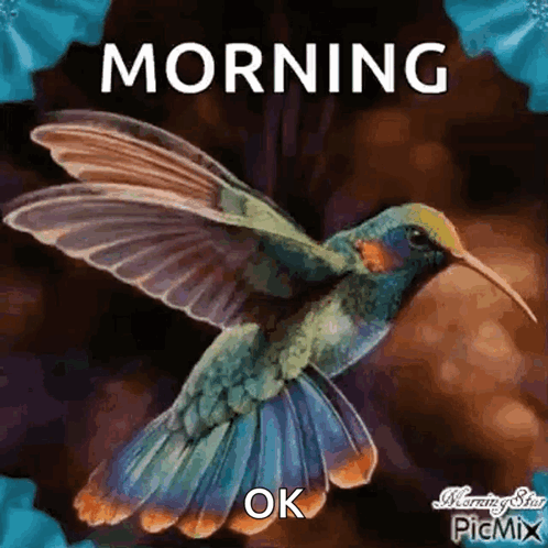 A Colorful Hummingbird Is Flying In The Air With The Words `` Morning Ok '' . GIF