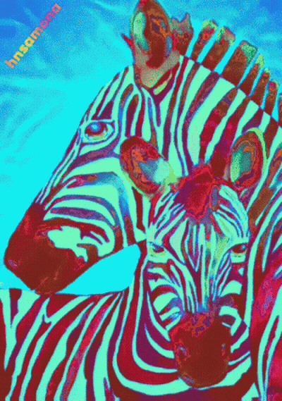 A Colorful Painting Of Two Zebras With Insanama Written Below Them GIF