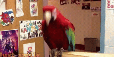 A Colorful Parrot Is Standing In Front Of A Bulletin Board With A Sign That Says Love Animals GIF
