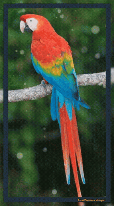 A Colorful Parrot Perched On A Branch With A Blue Border GIF