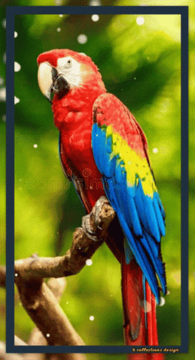 A Colorful Parrot Perched On A Tree Branch With A Blue Frame Around It GIF