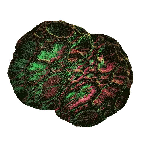 A Computer Generated Image Of Two Circles With Green And Red Colors Sticker