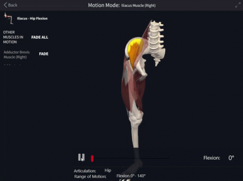 A Computer Screen Shows A Skeleton And Muscles In Motion GIF