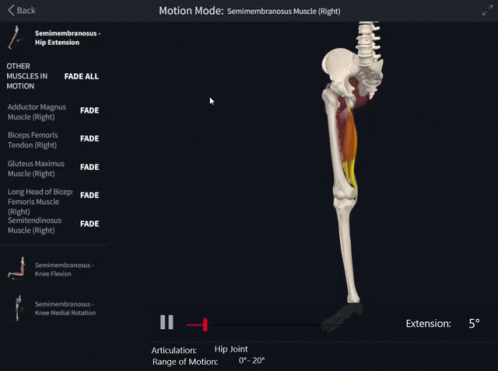 A Computer Screen Shows A Skeleton With Muscles In Motion Including Adductor Magnus And Biceps Femoris GIF