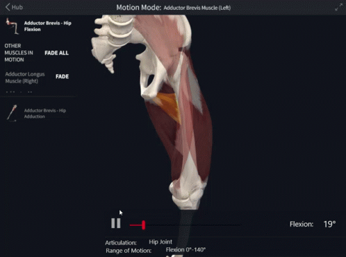 A Computer Screen Shows The Adductor Brevis Muscles GIF