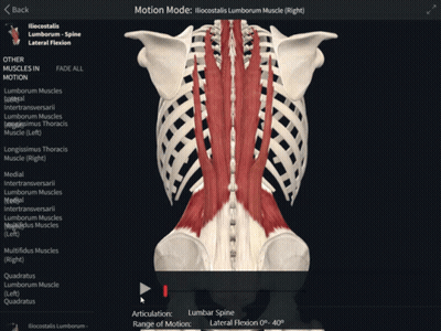 A Computer Screen Shows The Muscles Of The Thorax GIF