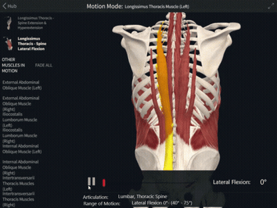 A Computer Screen Shows The Muscles Of The Torso In Motion GIF