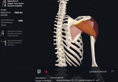 A Computer Screen Shows The Spinal Part Of The Deltoid Arm Lateral Rotation And Other Muscles In Motion GIF