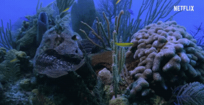 A Coral Reef With Netflix Written On The Bottom GIF