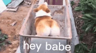 A Corgi Dog Is Sitting In A Wheelbarrow With The Words Hey Babe Written On It . GIF