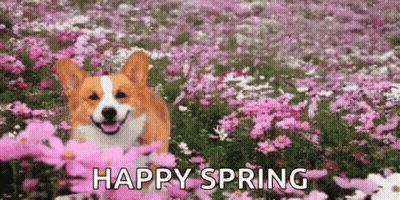 A Corgi Dog Is Standing In A Field Of Pink Flowers With The Words `` Happy Spring '' Below It . GIF