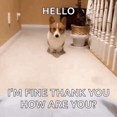 A Corgi Dog Is Walking Down A Hallway And Saying `` Hello I 'M Fine Thank You How Are You ? '' GIF