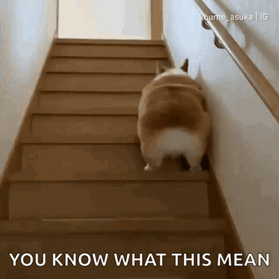 A Corgi Dog Is Walking Up A Set Of Stairs And The Caption Says You Know What This Mean GIF
