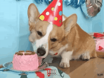 A Corgi Dog Wearing A Party Hat Is Eating A Pink Cake . GIF