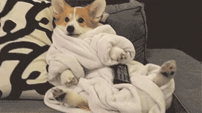 A Corgi Dog Wrapped In A Blanket Is Laying On A Couch Holding A Remote Control . GIF