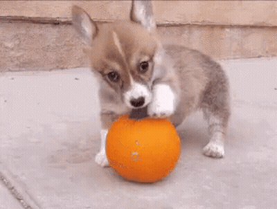 A Corgi Puppy Is Playing With A Pumpkin On The Ground . GIF