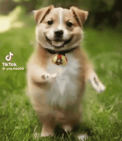 A Corgi Puppy Is Standing On Its Hind Legs In The Grass And Smiling . GIF