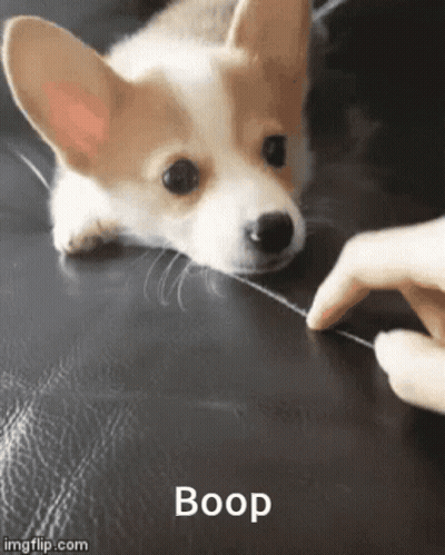 A Corgi Puppy Laying On A Black Leather Couch Being Touched By A Person 'S Hand . GIF