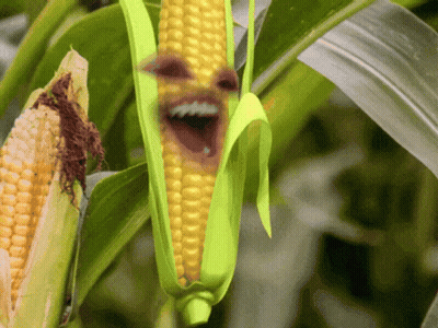 A Corn Cob With A Face On It GIF