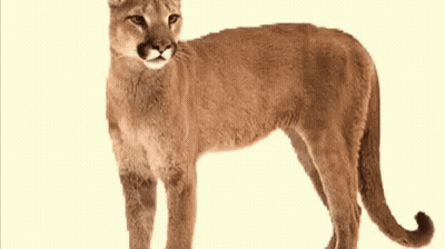 A Cougar Is Standing On A Green Background And Looking At The Camera GIF