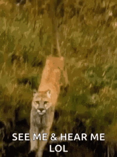 A Cougar Is Walking Through The Grass With The Words `` See Me & Hear Me Lol '' Written On It . GIF