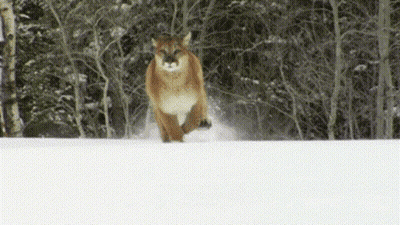 A Cougar Running Through The Snow In The Woods GIF