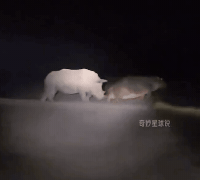 A Couple Of Animals Are Standing Next To Each Other In The Dark GIF