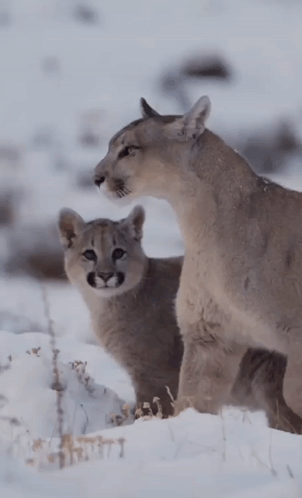 A Couple Of Animals Standing In The Snow Looking At Each Other GIF