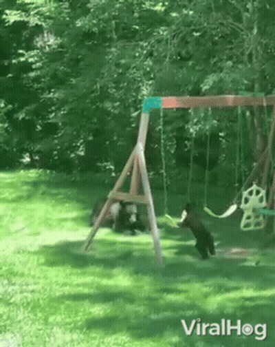 A Couple Of Bears Are Playing On A Swing Set In A Backyard . GIF