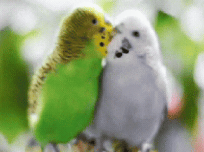 A Couple Of Birds Are Kissing Each Other On A Tree Branch GIF