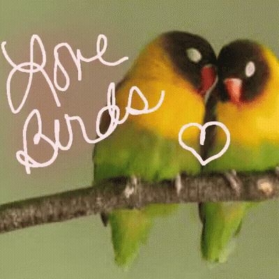 A Couple Of Birds Sitting On A Branch With The Words Love Birds Written Above Them GIF