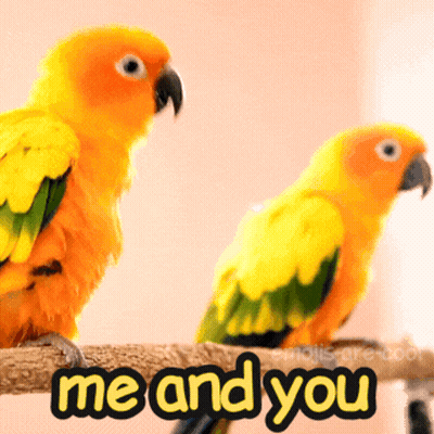 A Couple Of Birds Sitting On A Branch With The Words Me And You Written Below Them GIF