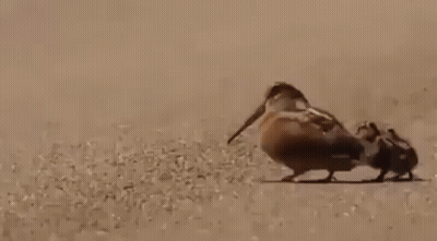 A Couple Of Birds Standing Next To Each Other On A Sandy Surface . GIF