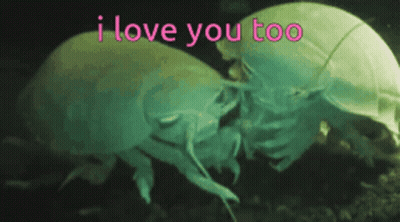 A Couple Of Bugs Kissing With The Words I Love You Too GIF