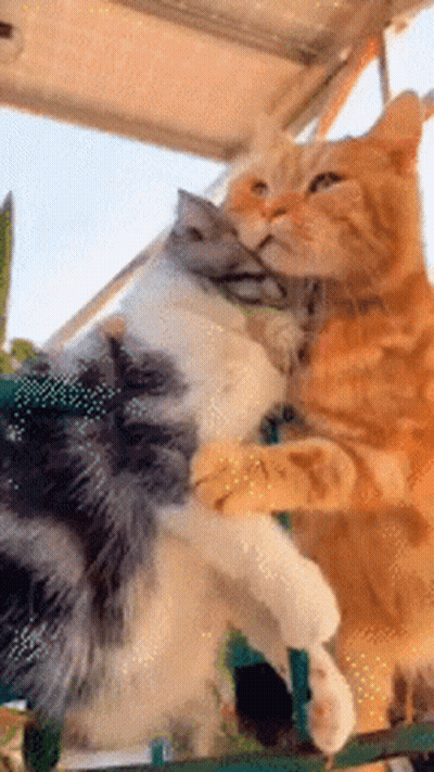 A Couple Of Cats Are Hugging Each Other On A Balcony . GIF