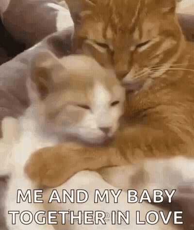 A Couple Of Cats Are Hugging Each Other On A Couch . GIF