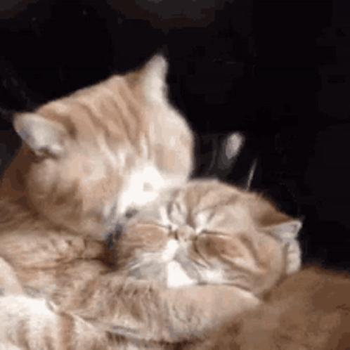 A Couple Of Cats Are Laying On Top Of Each Other . GIF