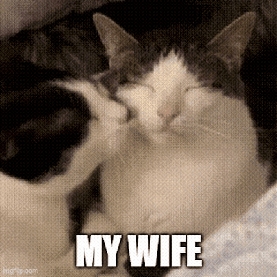 A Couple Of Cats Laying Next To Each Other With The Words My Wife Written On The Bottom . GIF