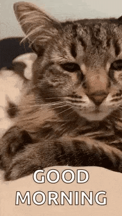 A Couple Of Cats Laying On Top Of Each Other On A Bed With The Words `` Good Morning '' Written On It . GIF