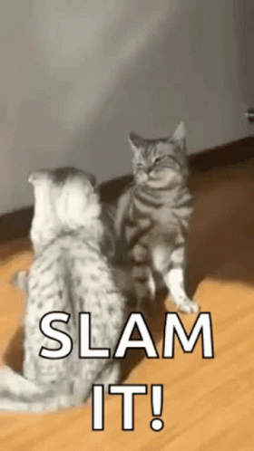 A Couple Of Cats Standing Next To Each Other On A Wooden Floor With The Words Slam It . GIF