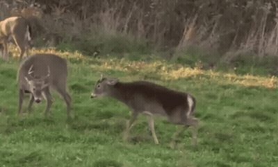 A Couple Of Deer Standing In A Grassy Area GIF