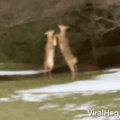 A Couple Of Deer Standing Next To Each Other In A Snowy Field . GIF