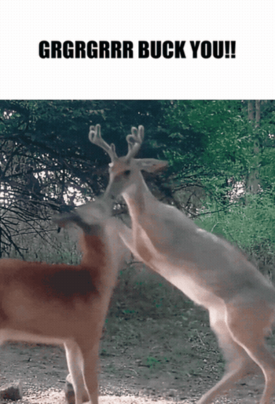 A Couple Of Deer Standing Next To Each Other With The Words Grgrgrrr Buck You On The Bottom GIF