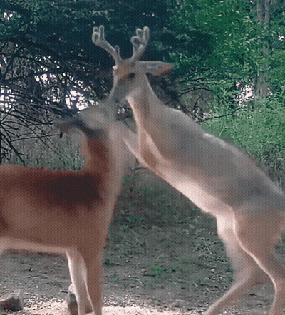 A Couple Of Deer Standing On Their Hind Legs GIF