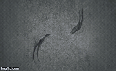 A Couple Of Dinosaurs Standing Next To Each Other With Imgflip.com In The Corner GIF